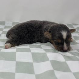 Earl - Blue male Pembroke Welsh Corgi puppy in Waco, Texas from The Comma Corgis
