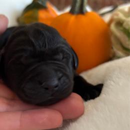 Cornbread - Black male Labrador Retriever puppy in Taylors, South Carolina from Spring Water Labs of the Carolinas