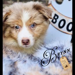 Brynn - Price 2500 - Red merle female Miniature Australian Shepherd puppy in Ennis, Texas from God’s Little Aussies