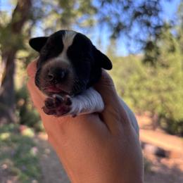 Basil - orange collar - Black roan male German Shorthaired Pointer puppy in Mokelumne Hill, California from Underhill GSP