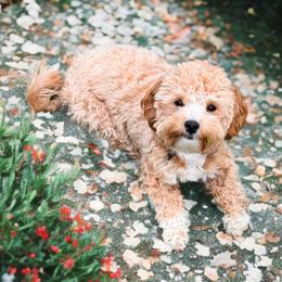 Saylor - Maltipoo
