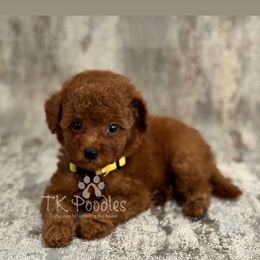 Matcha - Red  female Poodle puppy in Belleville, New Jersey from TK Poodles