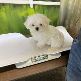 Maltese Puppies from Unicorn tiny Maltese puppies
