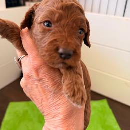 Girl 7 - Red female Labradoodle puppy in Bakersfield, California from Shelly Lynn