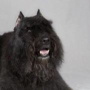 Bouvier des Flandres from Herdeaux Bouviers