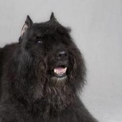 Bouvier des Flandres from Herdeaux Bouviers