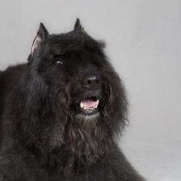 Bouvier des Flandres from Herdeaux Bouviers