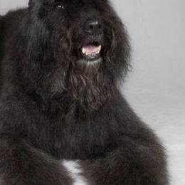 Bouvier des Flandres from Herdeaux Bouviers