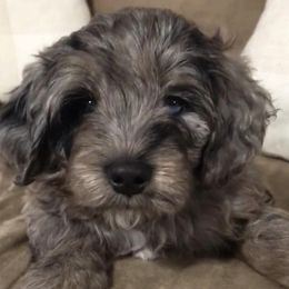 Aussiedoodles and Goldendoodles from Sweet Canaan Farm - Doodles