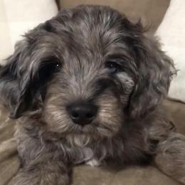 Aussiedoodles and Goldendoodles from Sweet Canaan Farm - Doodles