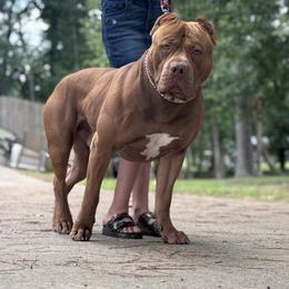 Beaux - American Bully