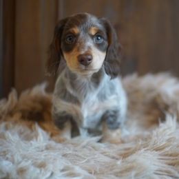 Dachshund Puppies from Dachshund Den