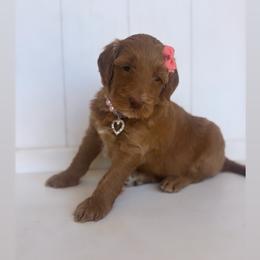 Miracle - Red  female Goldendoodle puppy in Waterford, California from Alvdoodles