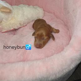 HONEYBUN-AKC Price 4280 -Pet only price 3210 - Dapple male Dachshund puppy in Bristol, Tennessee from It's Mini Wieners Baby