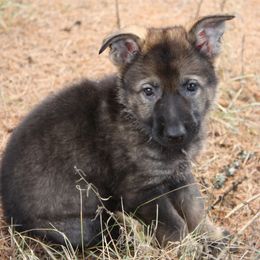 German Shepherd Puppies from Thornock Shepherds