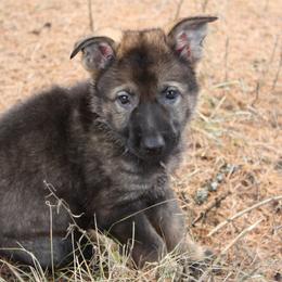 German Shepherd Puppies from Thornock Shepherds