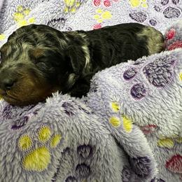 Boy 2 - Blue merle male Aussiedoodle puppy in Conklin, Michigan from Lake Michigan Couture Cavapoos & Cockapoos