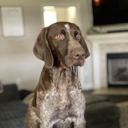 Rogue - German Shorthaired Pointer