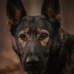 Werriya - German Shepherd