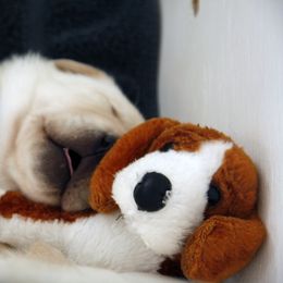 Labrador Retriever Puppies from B.E.S.T. Service Dogs