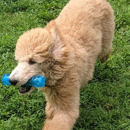 Poodle Puppies from Sundance's Poodles