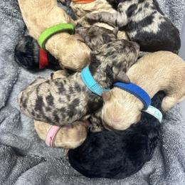 Goldendoodle Puppies from 24 Karat Doodles