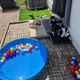 Cavalier King Charles Spaniel Puppies from AustinCavalier