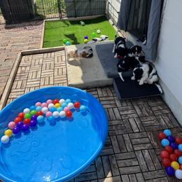 Cavalier King Charles Spaniel Puppies from AustinCavalier