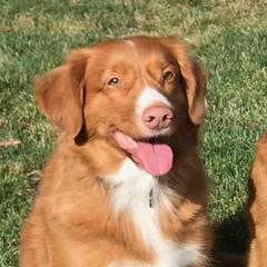 Genes - Nova Scotia Duck Tolling Retriever