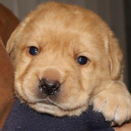 Flurry - Yellow female Labrador Retriever puppy in Camden, Indiana from Camden's Caring Canines