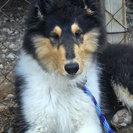 Kenny - Black white and tan male Collie puppy in Cleveland, Texas from Commander Collies