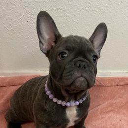 Moana - Blue female French Bulldog puppy in Blountstown, Florida from Fairytale French Bulldogs of Florida