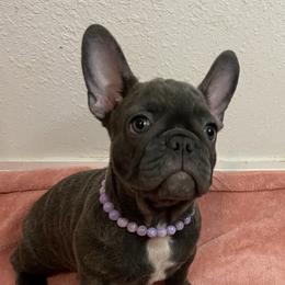 Moana - Blue female French Bulldog puppy in Blountstown, Florida from Fairytale French Bulldogs of Florida