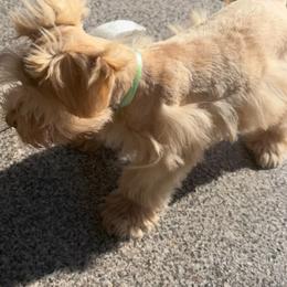 Lil bit of Ginger - Wheaten female Miniature Schnauzer puppy in Groesbeck, Texas from Ranch 4M