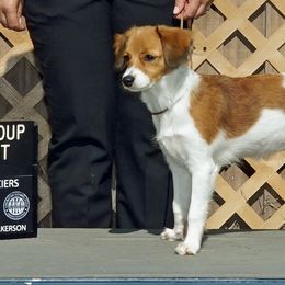 Nederlandse Kooikerhondje Puppies from Blazing Kooikerhondjes
