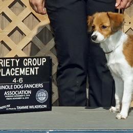 Nederlandse Kooikerhondje Puppies from Blazing Kooikerhondjes