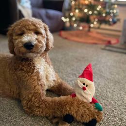 Goldendoodle Puppies from Hannah Mae Doodles