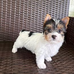 Cookie - Parti female Yorkshire Terrier puppy in Florence, Alabama from Yorkies of Forest Creek