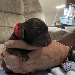 Harley - Chocolate male Labrador Retriever puppy in Port Orchard, Washington from Lea's Labrador Retrievers