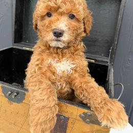 Blue Paws - Red  male Goldendoodle puppy in Rush, New York from Care Bear Puppies