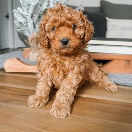 Bernedoodle and Cavapoochon Puppies from This is Doodles
