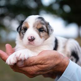 Chenille - Blue merle female Border Collie puppy in Conway, Missouri from 2J 2K Border Collies | Maremma Sheepdogs