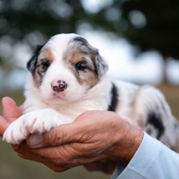 Chenille - Blue merle female Border Collie puppy in Conway, Missouri from 2J 2K Border Collies | Maremma Sheepdogs