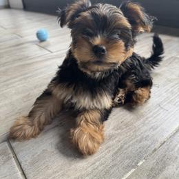 Yorkshire Terrier Puppies from Yorkies in Kyle