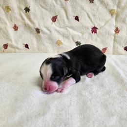 Latte - Black tri female Toy Australian Shepherd puppy in Snowflake, Arizona from Halfpint Aussies