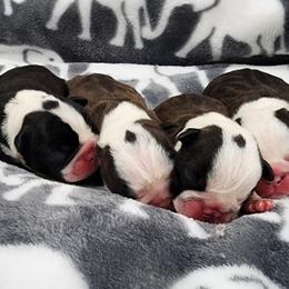1st pick Male Reserved - Black brindle and white male Boston Terrier puppy in Morristown, Tennessee from Down in the Holler