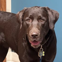 Rollo - Labrador Retriever