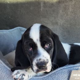 Basset Hound Puppies from Howlin Hounds