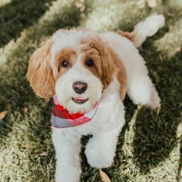 Sugar - Australian Labradoodle