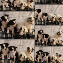 Shetland Sheepdog Puppies from Henotic Homestead